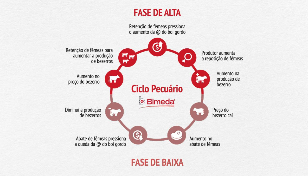 ciclo-pecuario-por-que-voce-precisa-saber