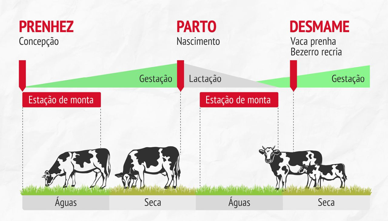 estacao-de-monta-permite-maior-eficiencia-reprodutiva-em-bovinos-de-corte-saiba-como-fazer-capa