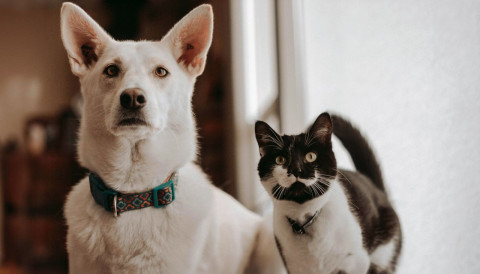 Saiba como manter seu cão e gato livre de vermes