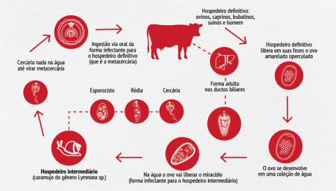 Fasciolose pode causar grandes prejuízos econômicos na produção de bovinos, saiba mais sobre a doença