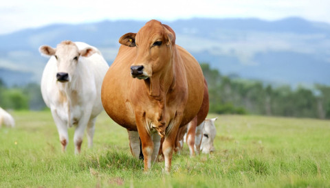 Vacas próximas a parir precisam passar por vermifugação, saiba como fazer