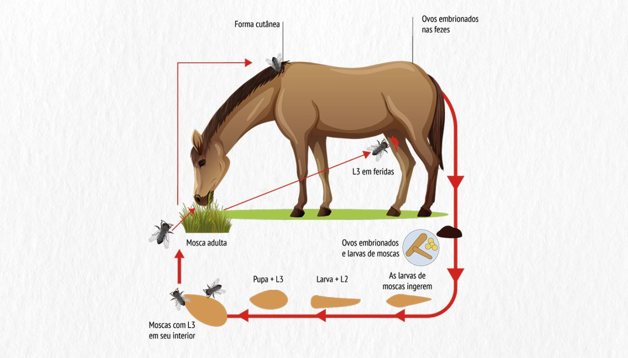 habronemose-cutanea-saiba-como-manter-os-equinos-saudaveis-e-bem-longe-das-feridas-de-verao-cap_20241218-221253_1