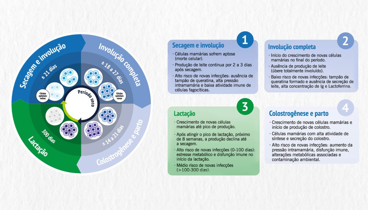 periodo-seco-das-vacas-requer-mais-cuidado-com-a-ocorrencia-de-infeccoes-capa